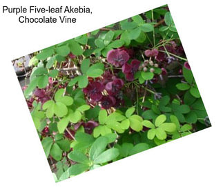 Purple Five-leaf Akebia, Chocolate Vine