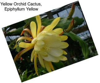 Yellow Orchid Cactus, Epiphyllum Yellow