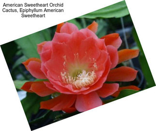 American Sweetheart Orchid Cactus, Epiphyllum American Sweetheart