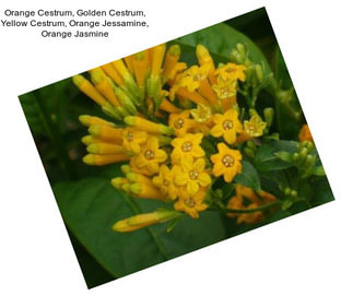 Orange Cestrum, Golden Cestrum, Yellow Cestrum, Orange Jessamine, Orange Jasmine