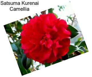 Satsuma Kurenai Camellia