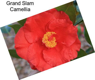 Grand Slam Camellia