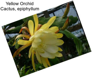 Yellow Orchid Cactus, epiphyllum