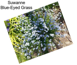 Suwanne Blue-Eyed Grass