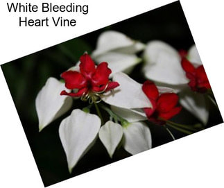 White Bleeding Heart Vine