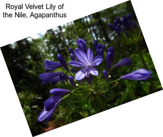 Royal Velvet Lily of the Nile, Agapanthus