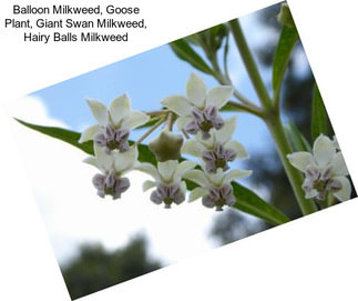 Balloon Milkweed, Goose Plant, Giant Swan Milkweed, Hairy Balls Milkweed