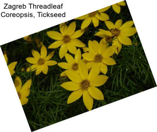 Zagreb Threadleaf Coreopsis, Tickseed