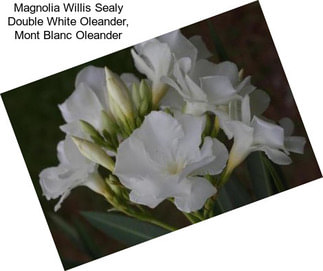 Magnolia Willis Sealy Double White Oleander, Mont Blanc Oleander