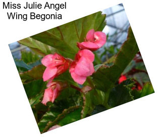 Miss Julie Angel Wing Begonia