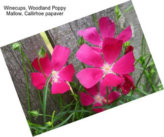 Winecups, Woodland Poppy Mallow, Callirhoe papaver