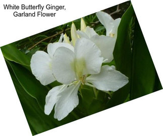 White Butterfly Ginger, Garland Flower