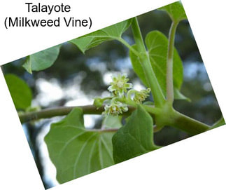 Talayote (Milkweed Vine)