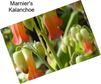 Marnier\'s Kalanchoe