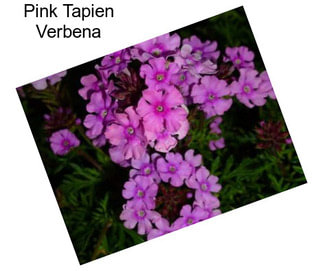 Pink Tapien Verbena