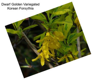 Dwarf Golden Variegated Korean Forsythia