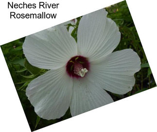 Neches River Rosemallow