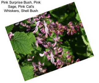 Pink Surprise Bush, Pink Sage, Pink Cat\'s Whiskers, Shell Bush