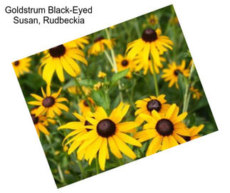 Goldstrum Black-Eyed Susan, Rudbeckia