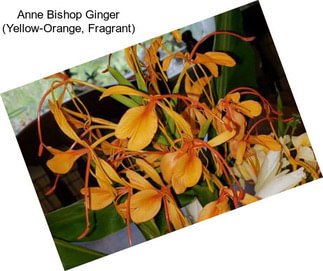 Anne Bishop Ginger (Yellow-Orange, Fragrant)