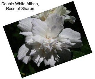 Double White Althea, Rose of Sharon