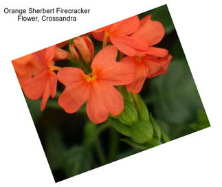 Orange Sherbert Firecracker Flower, Crossandra