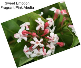 Sweet Emotion Fragrant Pink Abelia