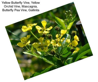 Yellow Butterfly Vine, Yellow Orchid Vine, Mascagnia, Butterfly Pea Vine, Gallinita