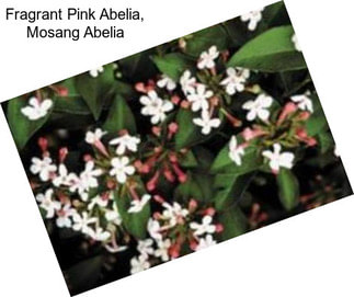 Fragrant Pink Abelia, Mosang Abelia