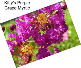 Kitty\'s Purple Crape Myrtle