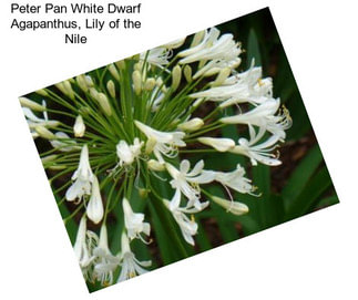 Peter Pan White Dwarf Agapanthus, Lily of the Nile