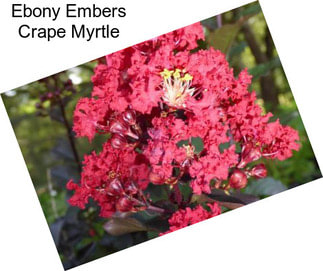 Ebony Embers Crape Myrtle