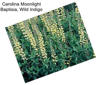 Carolina Moonlight Baptisia, Wild Indigo