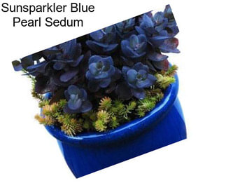 Sunsparkler Blue Pearl Sedum