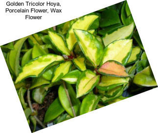 Golden Tricolor Hoya, Porcelain Flower, Wax Flower
