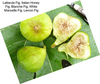 Lattarula Fig, Italian Honey Fig, Blanche Fig, White Marseille Fig, Lemon Fig