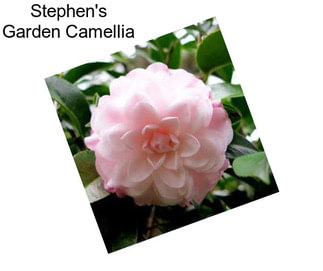 Stephen\'s Garden Camellia