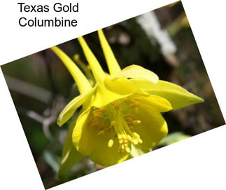 Texas Gold Columbine