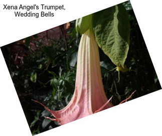 Xena Angel\'s Trumpet, Wedding Bells