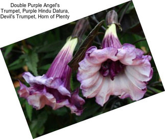 Double Purple Angel\'s Trumpet, Purple Hindu Datura, Devil\'s Trumpet, Horn of Plenty