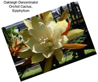 Oakleigh Denominator Orchid Cactus, Epiphyllum
