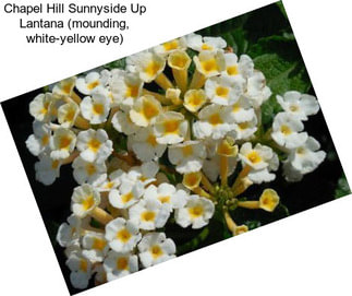 Chapel Hill Sunnyside Up Lantana (mounding, white-yellow eye)