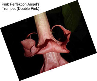 Pink Perfektion Angel\'s Trumpet (Double Pink)