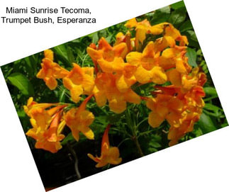 Miami Sunrise Tecoma, Trumpet Bush, Esperanza