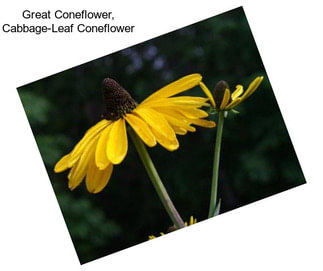 Great Coneflower, Cabbage-Leaf Coneflower