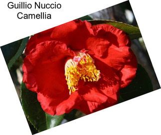Guillio Nuccio Camellia