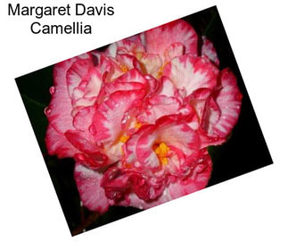 Margaret Davis Camellia