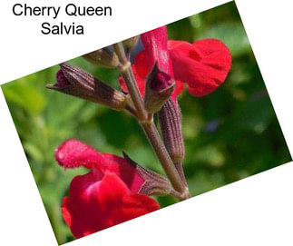 Cherry Queen Salvia