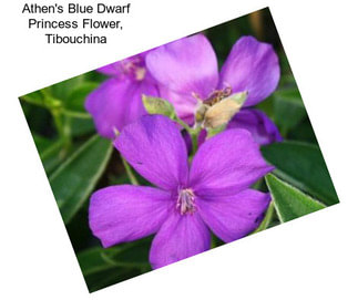 Athen\'s Blue Dwarf Princess Flower, Tibouchina