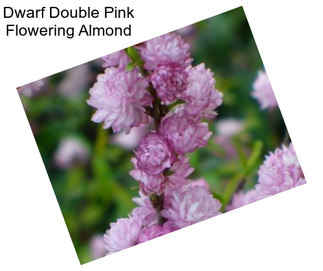 Dwarf Double Pink Flowering Almond